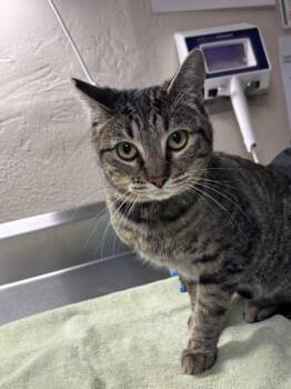 Rescue Domestic Short Hair Cats for Adoption in Sherwood, Oregon - Frizzle | PetCurious