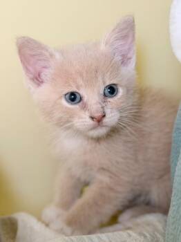 Danny -  Domestic Short Hair Cat for Adoption in Menomonie, Wisconsin - Danny | PetCurious