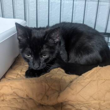 Domestic Short Hair Cats Available for Adoption in Jefferson City, Tennessee - Ink | PetCurious