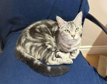 Jasmine -  Domestic Short Hair Cat for Adoption in Hamilton, Ontario - Jasmine | PetCurious