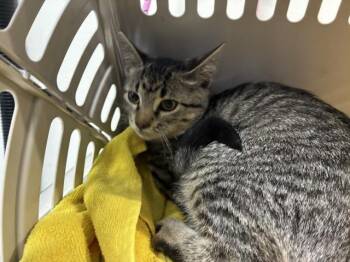 FUDGE ROUND -  Domestic Short Hair Cat for Adoption in Pensacola, Florida - FUDGE ROUND | PetCurious