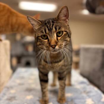 Sailor -  Domestic Short Hair Cat for Adoption in Midland, Texas - Sailor | PetCurious