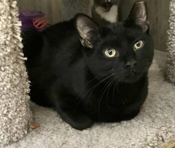 Biggie -  Domestic Short Hair Cat for Adoption in Dublin, Ohio - Biggie | PetCurious