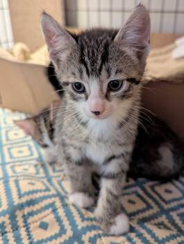 Domestic Short Hair Cats Available for Adoption in Seven Valleys, Pennsylvania - Extortion (Tio) | PetCurious