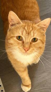 Caleb -  Domestic Short Hair Cat for Adoption in Battle Ground, Washington - Caleb | PetCurious