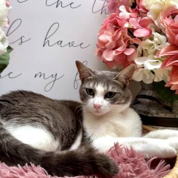 Rescue Domestic Short Hair Cats for Adoption in Newberg, Oregon - Lucy | PetCurious