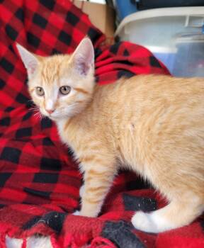 Rescue Domestic Short Hair Cats for Adoption in New Washoe City, Nevada - Elvis | PetCurious