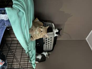 Rescue Domestic Short Hair Cats for Adoption in Ben Avon, Pennsylvania - Handsome | PetCurious