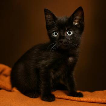 Rescue Domestic Short Hair Cats for Adoption in Quincy, Ohio - Java | PetCurious