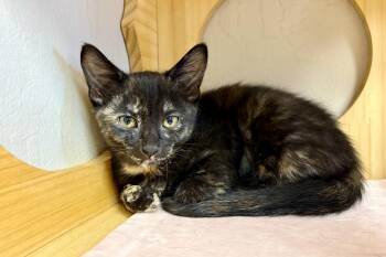 Adventurefuls Addie -  Domestic Short Hair Cat for Adoption in Fountain Hills, Arizona - Adventurefuls Addie | PetCurious
