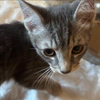 Hank (26-4753) -  Domestic Short Hair Cat for Adoption in Gordonsville, Tennessee - Hank (26-4753) | PetCurious