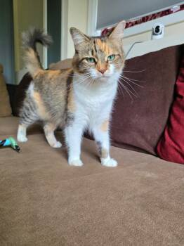 Miss O (Miso) -  Calico Cat for Adoption in Canton, Massachusetts - Miss O (Miso) | PetCurious