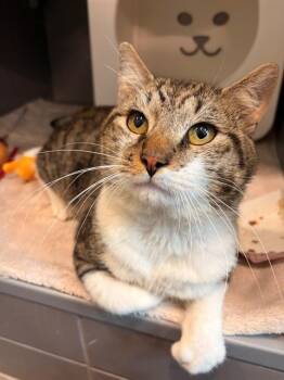 CHAMP -  Domestic Short Hair Cat for Adoption in Leesburg, Virginia - CHAMP | PetCurious