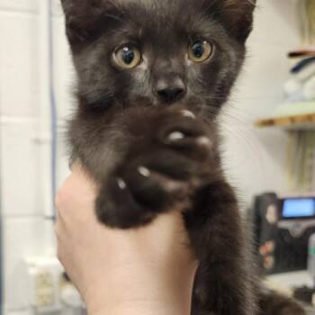 Lana -  Domestic Short Hair Cat for Adoption in Pittsburgh, Pennsylvania - Lana | PetCurious