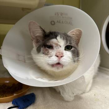 Palomar Knot -  Domestic Short Hair Cat for Adoption in West Olive, Michigan - Palomar Knot | PetCurious