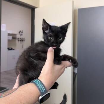 Ringo -  Domestic Short Hair Cat for Adoption in Las Vegas, Nevada - Ringo | PetCurious