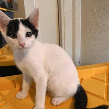 Rumi -  Domestic Short Hair Cat for Adoption in Vallejo, California - Rumi | PetCurious