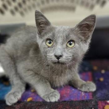 Ask Jeeves -  Domestic Short Hair Cat for Adoption in Westland, Michigan - Ask Jeeves | PetCurious