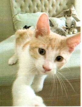 Sterling -  Domestic Short Hair Cat for Adoption in Dayton, Minnesota - Sterling | PetCurious