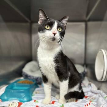 Domestic Short Hair Cats Available for Adoption in Stephenville, Texas - JP | PetCurious