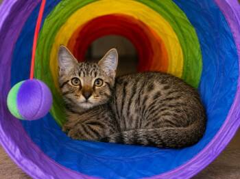 Chuck E. Cheese -  Domestic Short Hair Cat for Adoption in Sebastian, Florida - Chuck E. Cheese | PetCurious