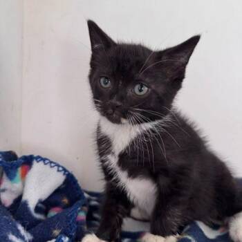 Domestic Short Hair Cats Available for Adoption - Nut Brittle | PetCurious