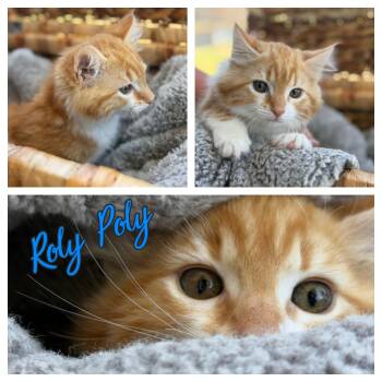 Roly Poly -  Domestic Long Hair Cat for Adoption in Hollister, California - Roly Poly | PetCurious
