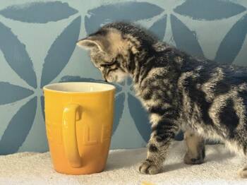 Exotic Shorthair Cats Available for Adoption - NYT Games:  Mini | PetCurious