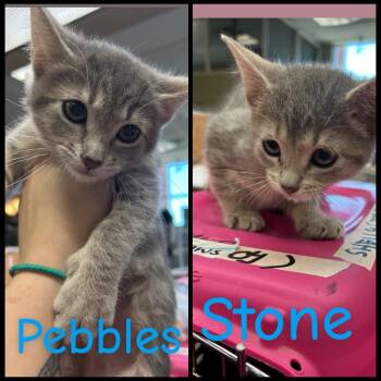 Stone and Pebbles -  Domestic Short Hair Cat for Adoption in Mokena, Illinois - Stone And Pebbles | PetCurious