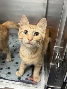 Domestic Short Hair Cats Available for Adoption - Croissant | PetCurious