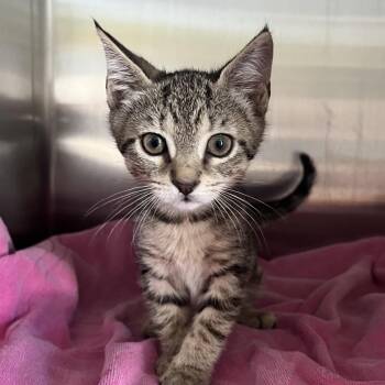 Domestic Short Hair Cats Available for Adoption in Jupiter, Florida - Jupiter | PetCurious