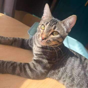 Alara -  Domestic Short Hair Cat for Adoption in San Tan Valley, Arizona - Alara | PetCurious