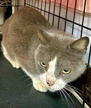 Domestic Short Hair Cats Available for Adoption in Saint Francisville, Louisiana - Sterling | PetCurious
