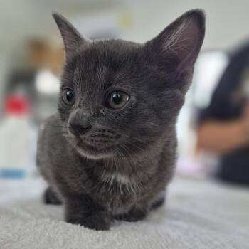 Officer Squeak -  Domestic Short Hair Cat for Adoption in Chapel Hill, North Carolina - Officer Squeak | PetCurious