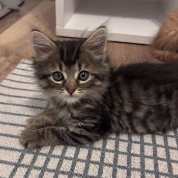 Drumstick -  Domestic Long Hair Cat for Adoption in Chattanooga, Tennessee - Drumstick | PetCurious
