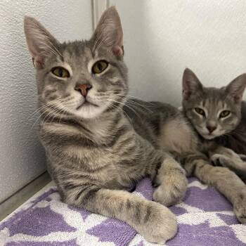 Wallaby -  Domestic Short Hair Cat for Adoption in Binghamton, New York - Wallaby | PetCurious