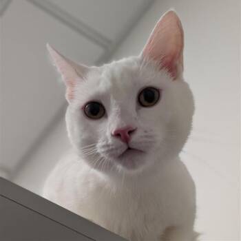 Stetson -  Domestic Short Hair Cat for Adoption in Bentonville, Arkansas - Stetson | PetCurious