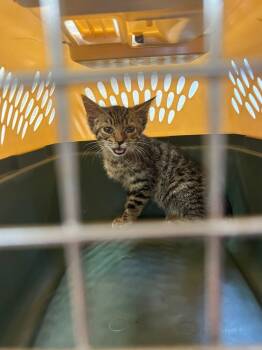 Rescue Domestic Short Hair Cats for Adoption in West Mifflin, Pennsylvania - Aurora | PetCurious