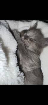Domestic Short Hair Cats Available for Adoption - Cumin | PetCurious