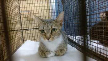 MOMACITA -  Domestic Short Hair Cat for Adoption in Doral, Florida - MOMACITA | PetCurious