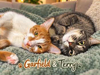 Garfield / Terry -  Domestic Short Hair Cat for Adoption in Sebastian, Florida - Garfield / Terry | PetCurious