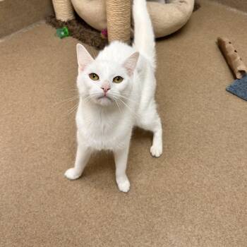 Egg White -  Domestic Short Hair Cat for Adoption in Myerstown, Pennsylvania - Egg White | PetCurious