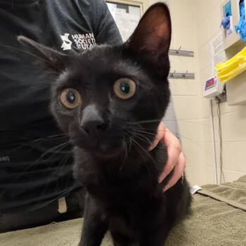 Chimuelo -  Domestic Short Hair Cat for Adoption in Murray, Utah - Chimuelo | PetCurious