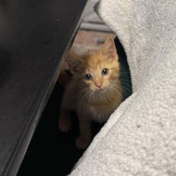 Torch -  Domestic Short Hair Cat for Adoption in Granville, Ohio - Torch | PetCurious