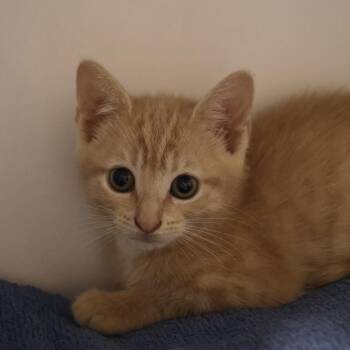 Honeybee -  Domestic Short Hair Cat for Adoption in Briarcliff Manor, New York - Honeybee | PetCurious