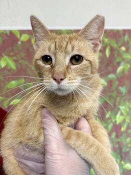 Domestic Short Hair Cats Available for Adoption in San Antonio, Texas - Pebble | PetCurious