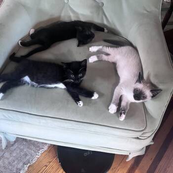 Large -  Domestic Short Hair Cat for Adoption in Philadelphia, Pennsylvania - Large | PetCurious