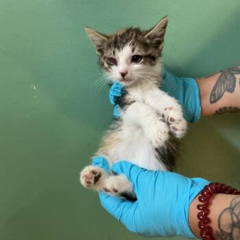 IVHS-Stray-139019_7 -  Domestic Short Hair Cat for Adoption in San Gabriel, California - IVHS-Stray-139019_7 | PetCurious