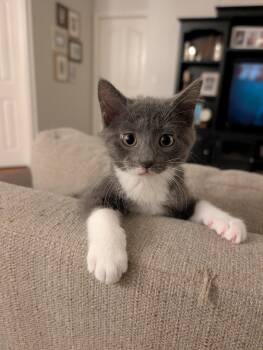 Domestic Short Hair Cats Available for Adoption in Zephyrhills, Florida - Daisy (new) | PetCurious