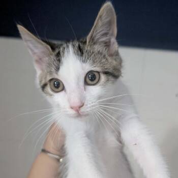 Seely -  Domestic Short Hair Cat for Adoption in Bentonville, Arkansas - Seely | PetCurious